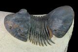 Paralejurus Trilobite - Morocco #165960-5